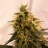 Auto Pineapple Chunk feminised Ganja Seeds