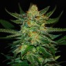 Auto Destroyer feminised Ganja Seeds