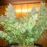 Auto Northern Lights feminised Ganja Seeds