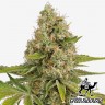 OG Kush feminised Green Silk Road Seeds